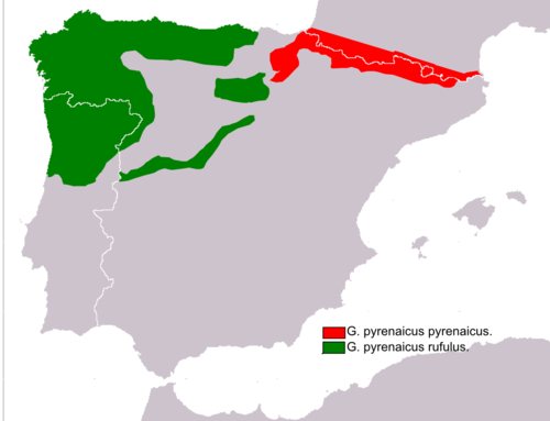 Пиренейская выхухоль — Verum
